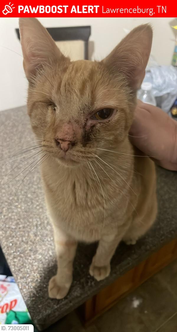 Lost Male Cat last seen DE Hills and Son inc, Lawrenceburg, TN 38464
