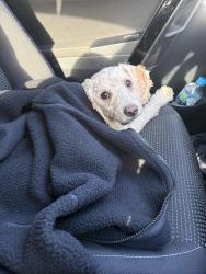 Found/Stray Male Dog last seen Piccolo me Liverpool, Liverpool, NSW 2170