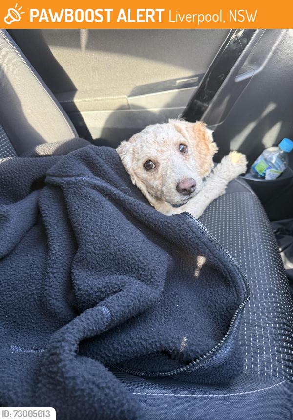 Found/Stray Male Dog last seen Piccolo me Liverpool, Liverpool, NSW 2170
