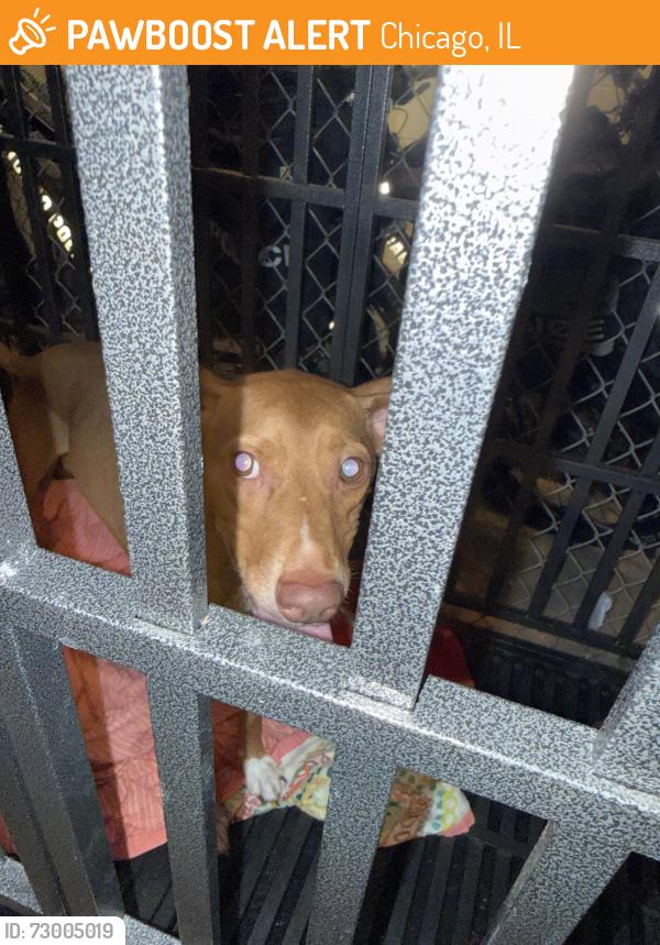 Found/Stray Male Dog last seen Near n Milwaukee 016, Chicago, IL 60630