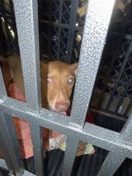 Found/Stray Male Dog last seen Near n Milwaukee 016, Chicago, IL 60630