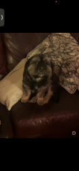 Reunited Male Dog last seen Prado lane Colton Ca , Colton, CA 92324