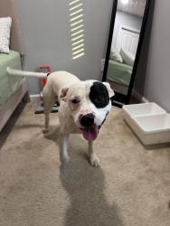 Reunited Male Dog last seen Red Tip Dr SE, Concord, NC 28025