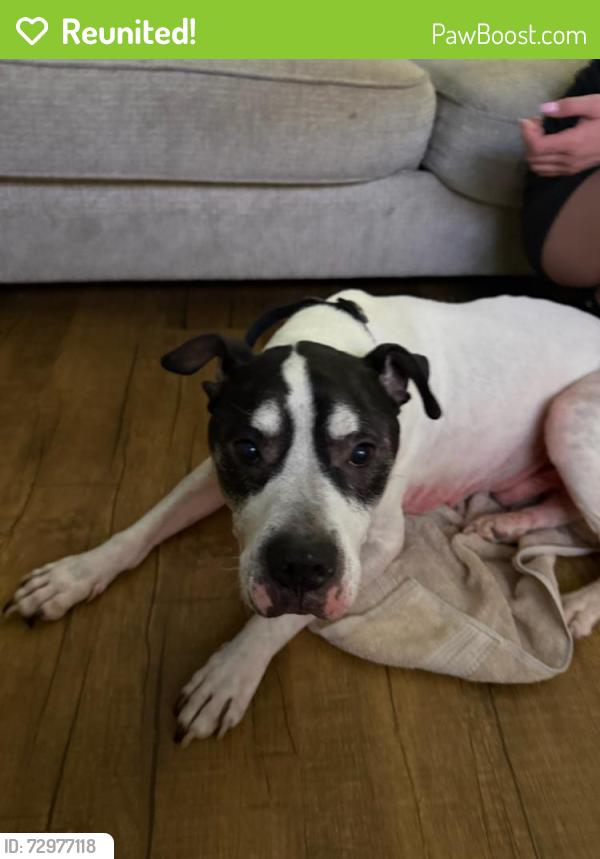 Reunited Male Dog last seen Katella and Noel st., Los Alamitos, CA 90720