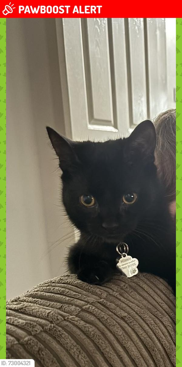 Lost Female Cat last seen Tram street , Platt Bridge, England WN2 5JE