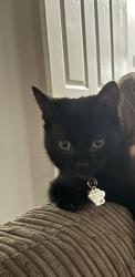 Lost Female Cat last seen Tram street , Platt Bridge, England WN2 5JE