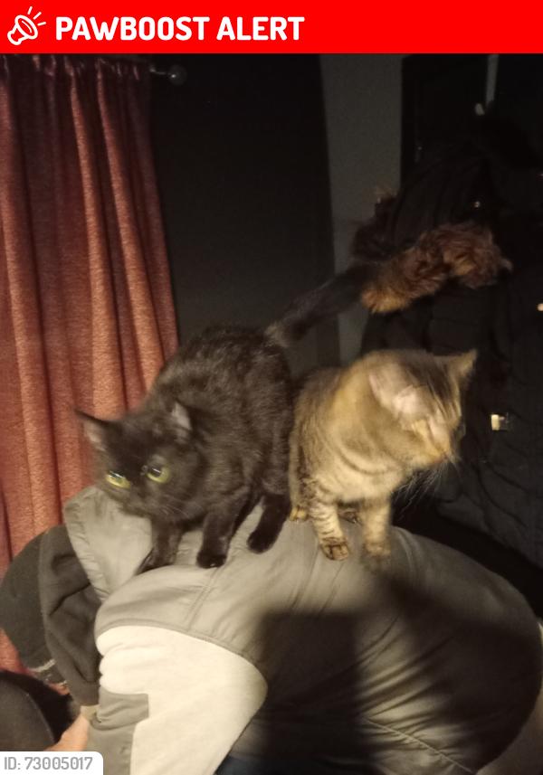 Lost Female Cat last seen Loreny drive Shortlees , East Ayrshire Council, Scotland KA1 4SU