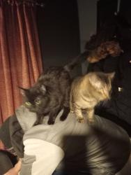 Lost Female Cat last seen Loreny drive Shortlees , East Ayrshire Council, Scotland KA1 4SU