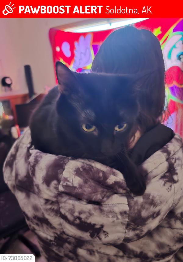 Lost Male Cat last seen Bluebell Lane, Soldotna, AK 99669