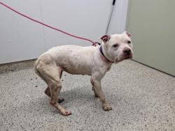 Shelter Stray Female Dog last seen Near BLOCK GRAND RIVER DETROIT, MI 48219, 7401 Chrysler Dr, Detroit, MI 48211, USA