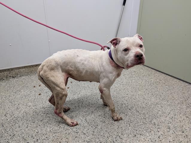 Shelter Stray Female Dog last seen Near BLOCK GRAND RIVER DETROIT, MI 48219, 7401 Chrysler Dr, Detroit, MI 48211, USA