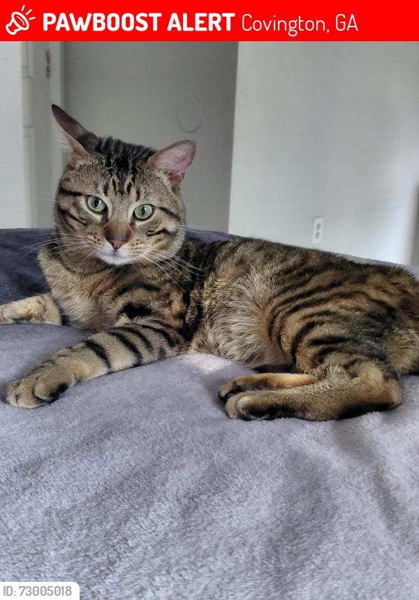 Lost Male Cat last seen Laurel way highway 81, Covington, GA 30016