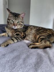 Lost Male Cat last seen Laurel way highway 81, Covington, GA 30016