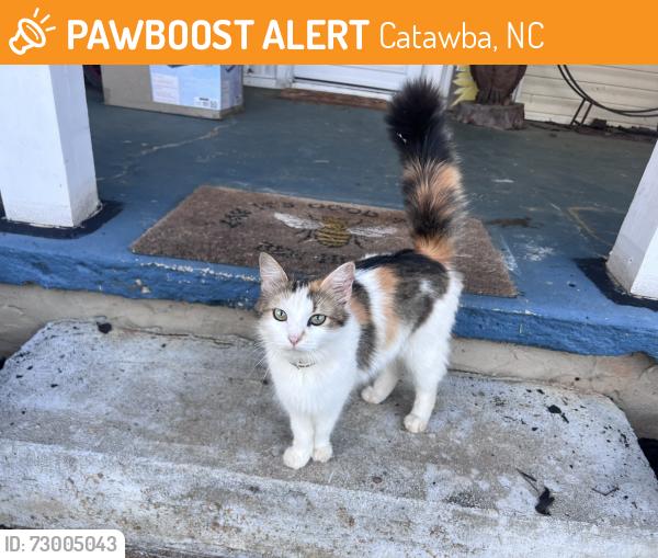 Found/Stray Female Cat last seen Bandys crossroads , Catawba, NC 28609