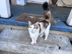 Found/Stray Female Cat last seen Bandys crossroads , Catawba, NC 28609