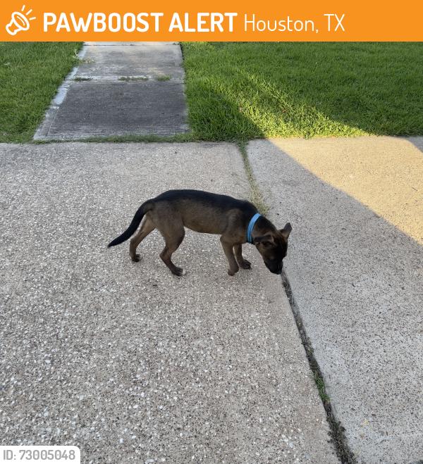 Found/Stray Male Dog last seen Westhimer, Houston, TX 77082