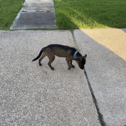 Found/Stray Male Dog last seen Westhimer, Houston, TX 77082