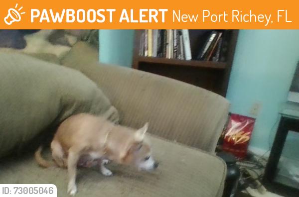 Found/Stray Female Dog last seen Near Mallow St New Port Richey, New Port Richey, FL 34652