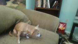 Found/Stray Female Dog last seen Near Mallow St New Port Richey, New Port Richey, FL 34652