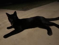 Found/Stray Unknown Cat last seen via rita, Santee, CA 92071