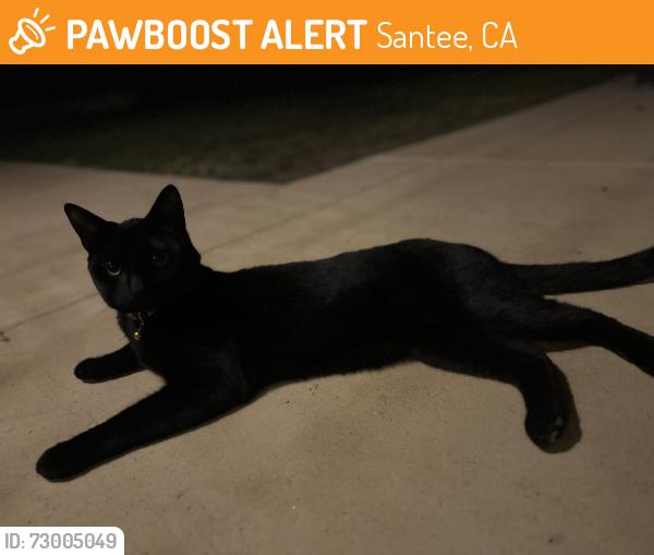 Found/Stray Unknown Cat last seen via rita, Santee, CA 92071