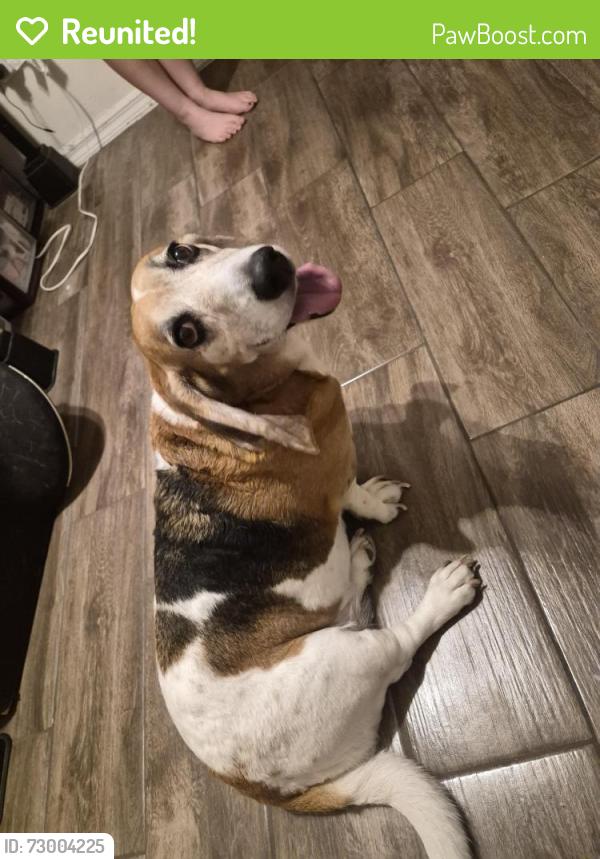 Reunited Female Dog last seen Lafoy and humphrey , Deltona, FL 32738