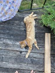 Lost Male Cat last seen 219th ave , Vancouver, WA 98682