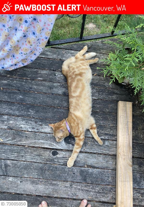 Lost Male Cat last seen 219th ave , Vancouver, WA 98682