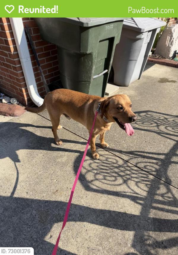 Reunited Male Dog last seen Willis Church Yard & Apollo Drive, Hampton, VA 23669