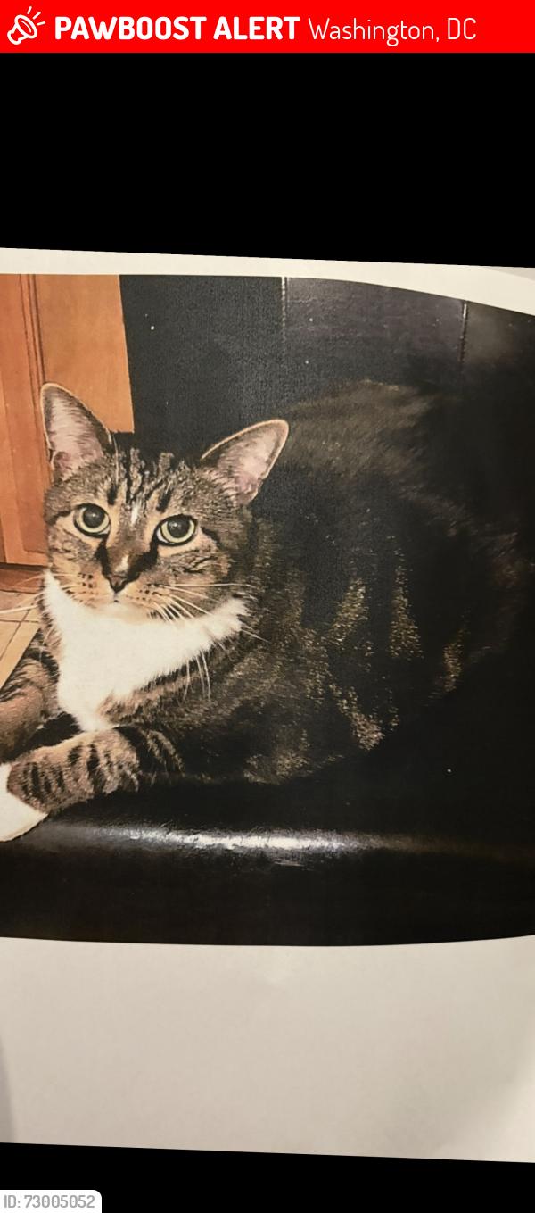 Lost Male Cat last seen Near block of Monroe st nw , Washington, DC 20010