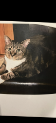 Lost Male Cat last seen Near block of Monroe st nw , Washington, DC 20010