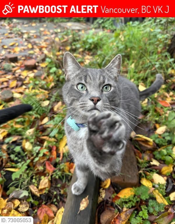 Lost Male Cat last seen Rupert Park , Vancouver, BC V5K 3J1