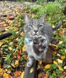 Lost Male Cat last seen Rupert Park , Vancouver, BC V5K 3J1