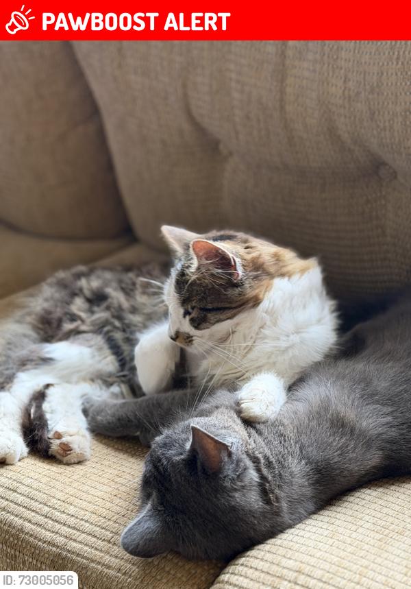 Lost Male Cat last seen Hoarwithy Road. Bottom of Dinedor , Dinedor, England HR2 6PG