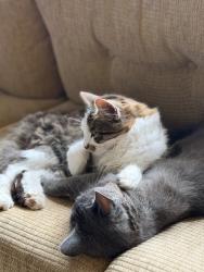 Lost Male Cat last seen Hoarwithy Road. Bottom of Dinedor , Dinedor, England HR2 6PG