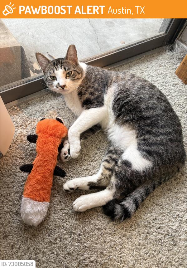 Found/Stray Male Cat last seen Cedars international academy , Austin, TX 78753