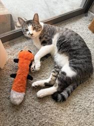 Found/Stray Male Cat last seen Cedars international academy , Austin, TX 78753