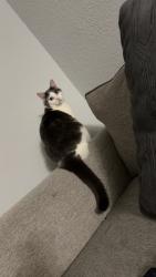 Lost Female Cat last seen Talbert Rd, Mooresville, NC 28117
