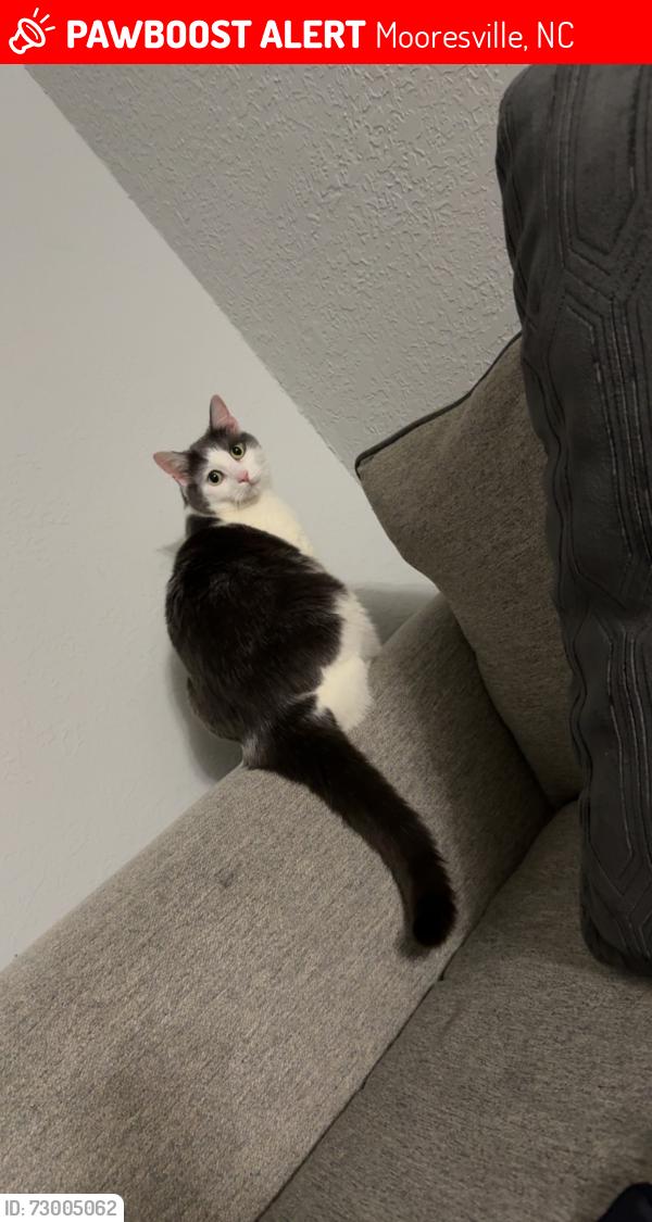 Lost Female Cat last seen Talbert Rd, Mooresville, NC 28117