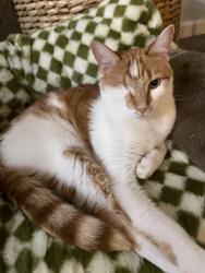 Lost Male Cat last seen Near Parkway loop, Asheville, NC 28803