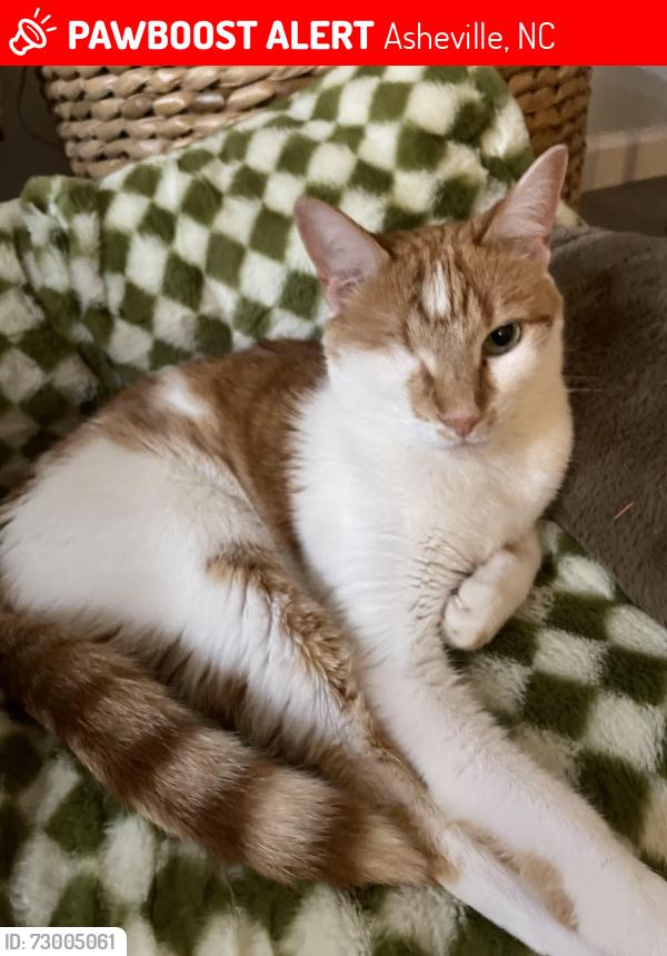 Lost Male Cat last seen Near Parkway loop, Asheville, NC 28803