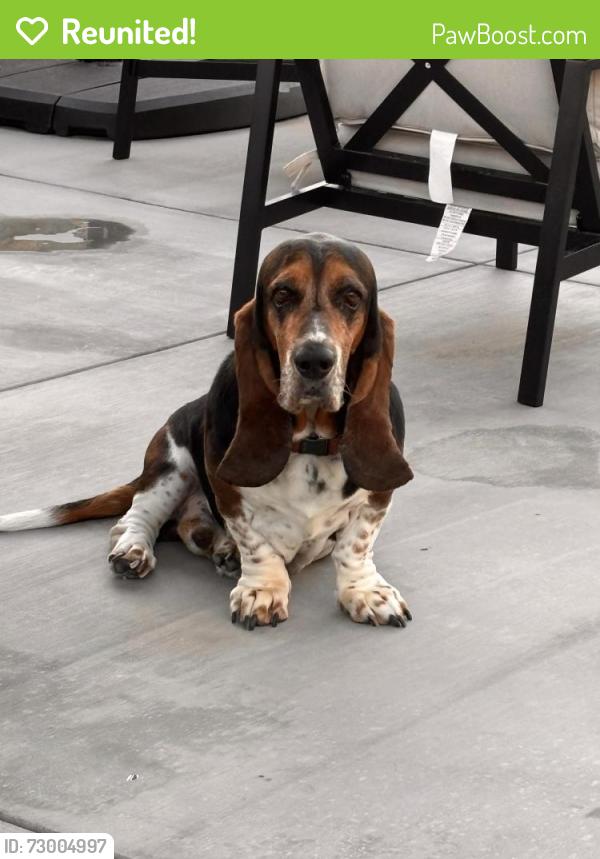 Reunited Male Dog last seen Vista Del Este / Goal, El Paso, TX 79938