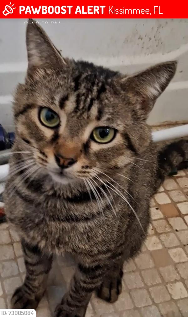 Lost Male Cat last seen Catherine Street in Orange Gardens Community , Kissimmee, FL 34741