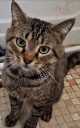 Lost Male Cat last seen Catherine Street in Orange Gardens Community , Kissimmee, FL 34741