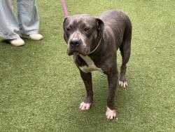Shelter Stray Female Dog last seen Near Boston Road, BRONX, NY, 10460, 326 E 110th St, New York, NY 10029, USA