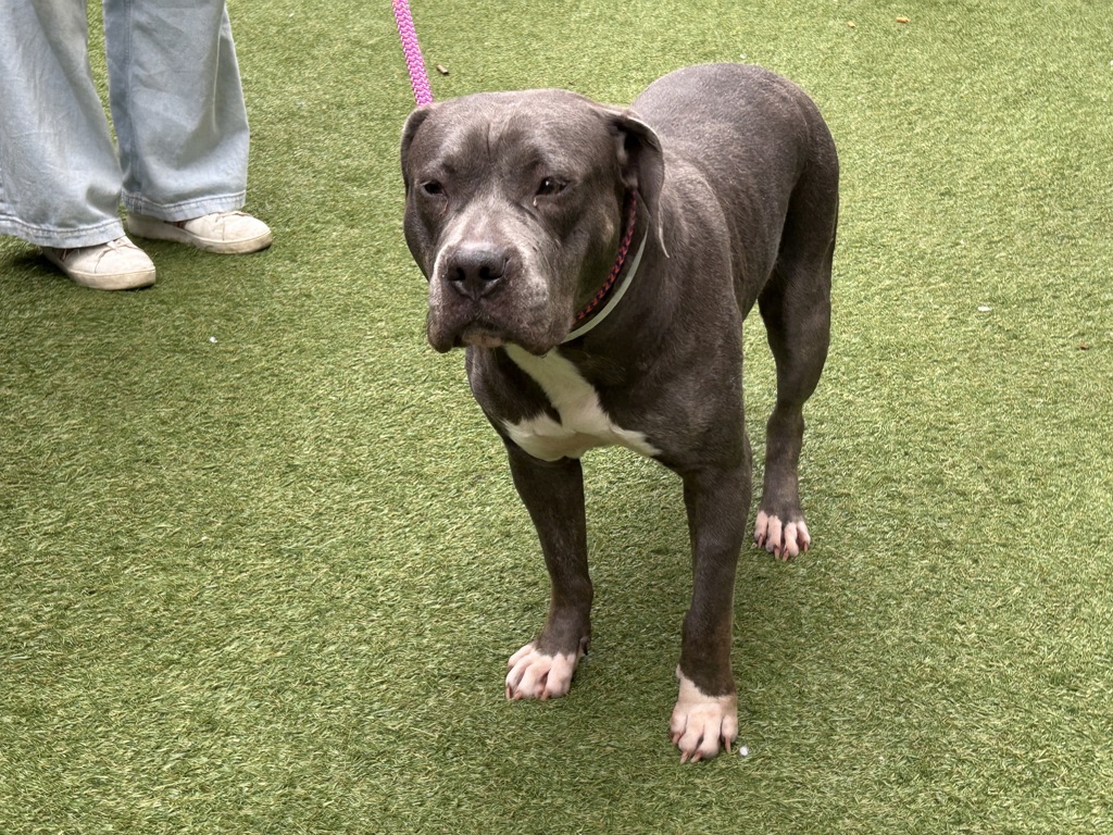 Shelter Stray Female Dog last seen Near Boston Road, BRONX, NY, 10460, 326 E 110th St, New York, NY 10029, USA