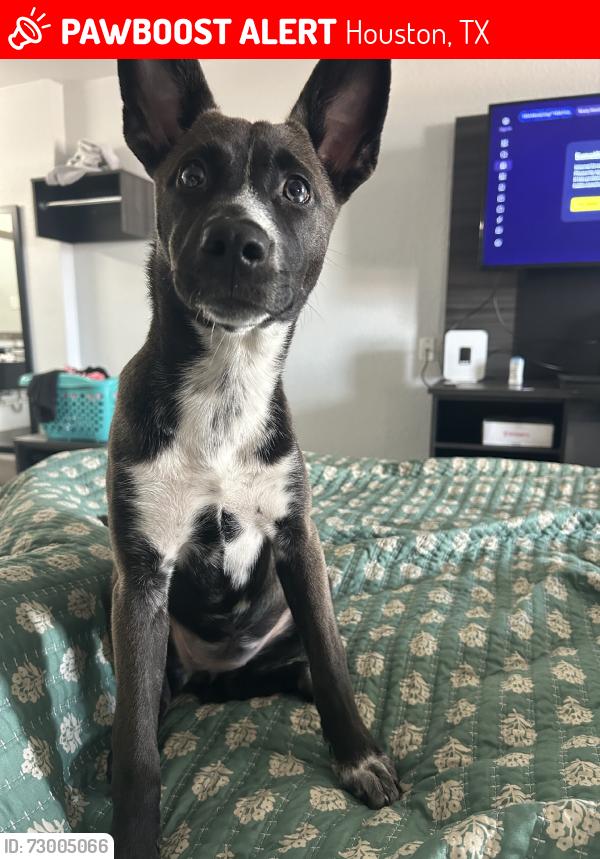 Lost Female Dog last seen Memorial dr, Houston, TX 77007