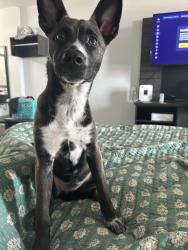 Lost Female Dog last seen Memorial dr, Houston, TX 77007