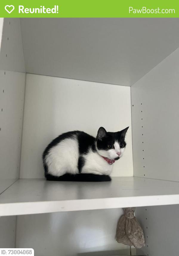 Reunited Female Cat last seen Saint John’s lane Mount Eliza , Mount Eliza, VIC 3930