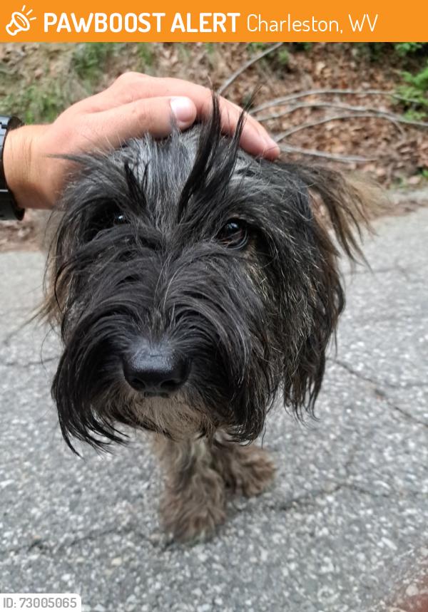 Found/Stray Unknown Dog last seen Kanawha City, 39th Street, Charleston, WV 25304